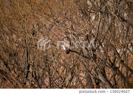 信濃川安良木堤岸上的野須 信濃川安良木堤岸上的野須 136024687
