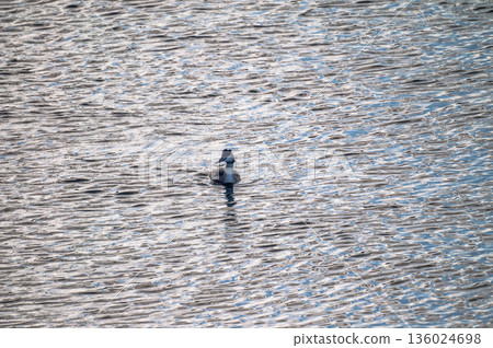 Shinano River, Yasuragi Embankment, Crowned Sea Bream 136024698