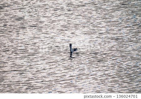 Shinano River, Yasuragi Embankment, Crowned Sea Bream 136024701