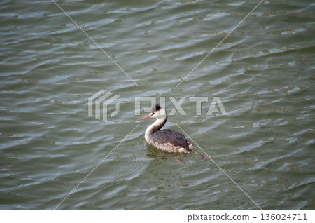Shinano River, Yasuragi Embankment, Crowned Sea Bream Shinano River, Yasuragi Embankment, Crowned Sea Bream 136024711