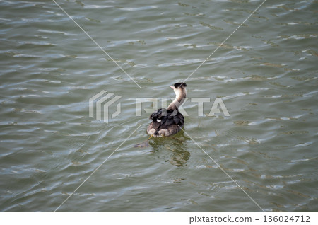 Shinano River, Yasuragi Embankment, Crowned Sea Bream 136024712
