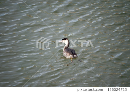 Shinano River, Yasuragi Embankment, Crowned Sea Bream Shinano River, Yasuragi Embankment, Crowned Sea Bream 136024713