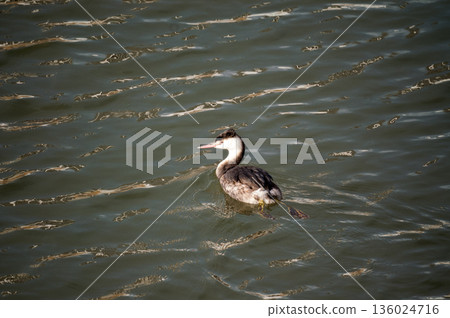 Shinano River, Yasuragi Embankment, Crowned Sea Bream Shinano River, Yasuragi Embankment, Crowned Sea Bream 136024716