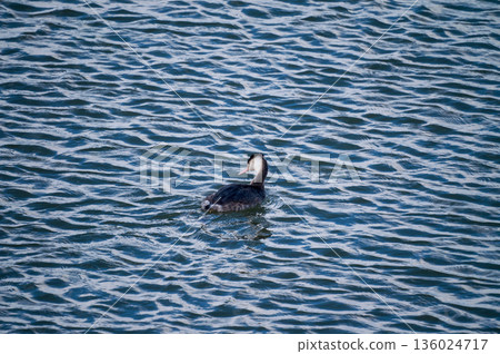 Shinano River, Yasuragi Embankment, Crowned Sea Bream 136024717
