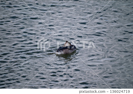 Shinano River, Yasuragi Embankment, Crowned Sea Bream Shinano River, Yasuragi Embankment, Crowned Sea Bream 136024719