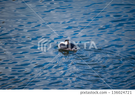 Shinano River, Yasuragi Embankment, Crowned Sea Bream 136024721