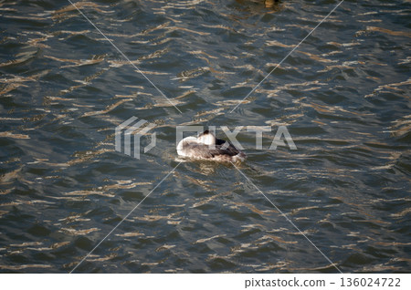 Shinano River, Yasuragi Embankment, Crowned Sea Bream 136024722
