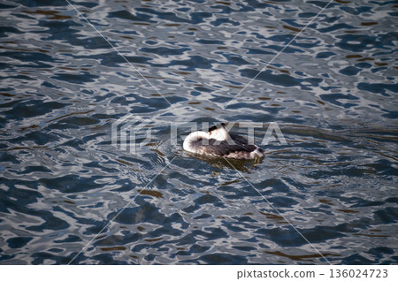 Shinano River, Yasuragi Embankment, Crowned Sea Bream Shinano River, Yasuragi Embankment, Crowned Sea Bream 136024723