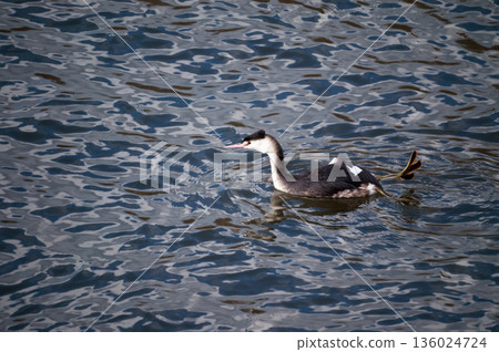 Shinano River, Yasuragi Embankment, Crowned Sea Bream Shinano River, Yasuragi Embankment, Crowned Sea Bream 136024724