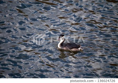 Shinano River, Yasuragi Embankment, Crowned Sea Bream 136024726