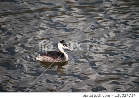 Shinano River, Yasuragi Embankment, Crowned Sea Bream 136024734