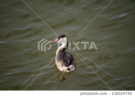 Shinano River, Yasuragi Embankment, Crowned Sea Bream 136024740