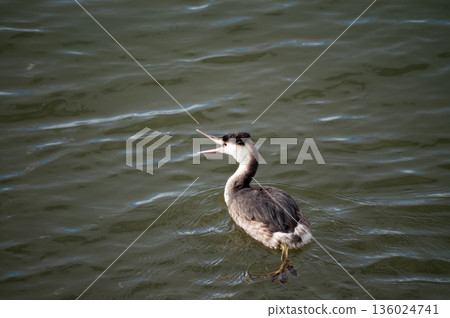 Shinano River, Yasuragi Embankment, Crowned Sea Bream 136024741