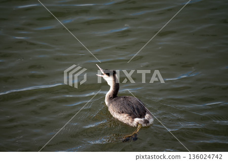 Shinano River, Yasuragi Embankment, Crowned Sea Bream Shinano River, Yasuragi Embankment, Crowned Sea Bream 136024742