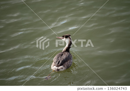 Shinano River, Yasuragi Embankment, Crowned Sea Bream Shinano River, Yasuragi Embankment, Crowned Sea Bream 136024743