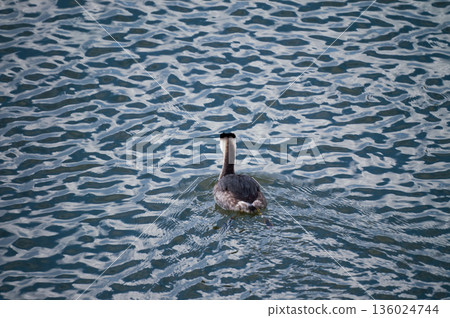 Shinano River, Yasuragi Embankment, Crowned Sea Bream 136024744