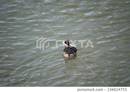 A crowned sea lion preening on the Yasuragi Bank of the Shinano River A crowned sea lion preening on the Yasuragi Bank of the Shinano River 136024755