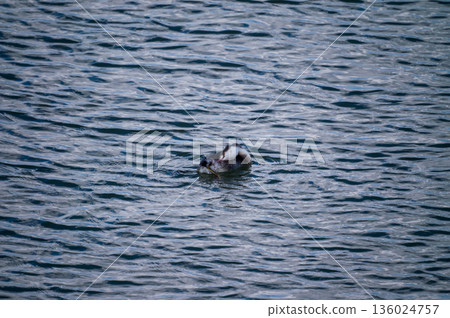 A crowned sea lion preening on the Yasuragi Bank of the Shinano River A crowned sea lion preening on the Yasuragi Bank of the Shinano River 136024757