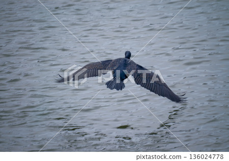 信濃川安良木岸邊飛翔的鸕鶿（連拍）（1/8） 136024778