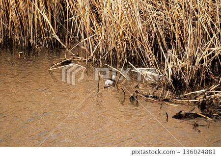 信濃川安樂木灘的鳳頭鼠海豚 136024881
