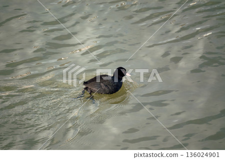 信濃川禦坂和安城堤防 136024901