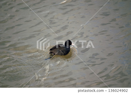 信濃川禦坂和安城堤防 信濃川禦坂和安城堤防 136024902