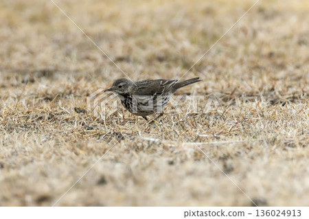 A pipit walking through the withered grass 136024913