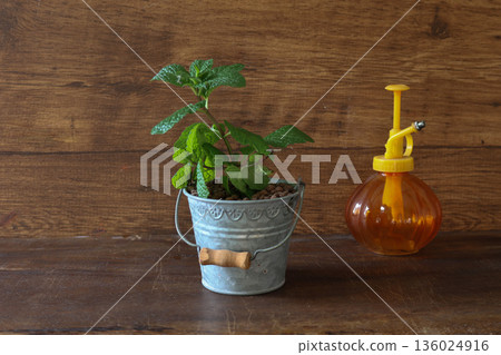 Potted mint on a wood background Potted mint on a wood background 136024916