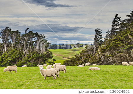 New Zealand landscape, sheep grazing on the green meadows New Zealand landscape, sheep grazing on the green meadows 136024961