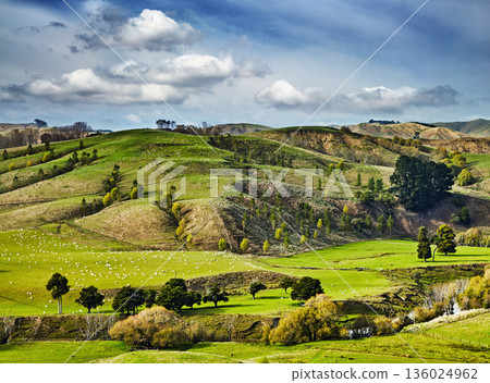 Beautiful New Zealand landscape with green hills and sheep flocks Beautiful New Zealand landscape with green hills and sheep flocks 136024962