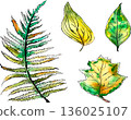 Tropical leaves in a watercolor style 136025107