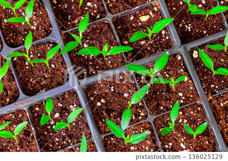 Small green pepper plants are growing in trays filled with dark soil in garden setting 136025129