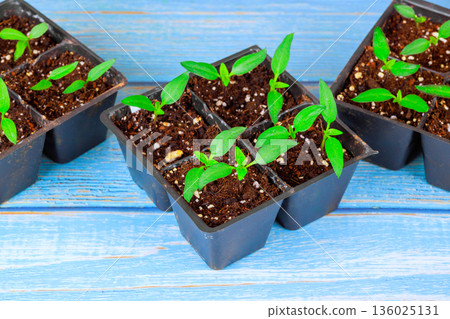 Young pepper seedlings are growing in small black trays filled with soil on wooden table greenhouse Young pepper seedlings are growing in small black trays filled with soil on wooden table greenhouse 136025131