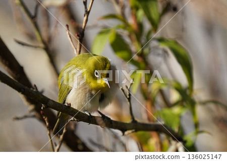 A cute Japanese white-eye grooming itself 136025147