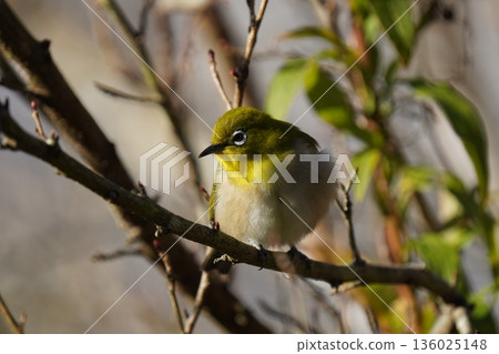 A cute Japanese white-eye grooming itself 136025148