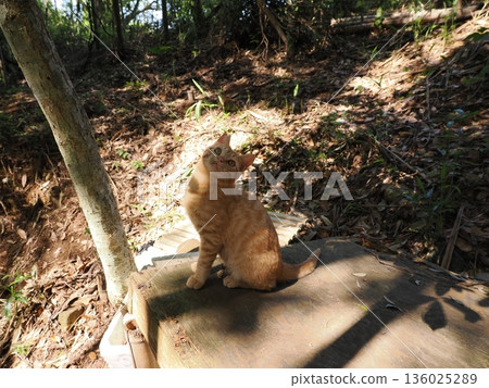 Cute kitten playing with cat toy Cute kitten playing with cat toy 136025289
