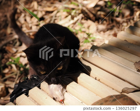 Cute kitten playing with cat toy Cute kitten playing with cat toy 136025297