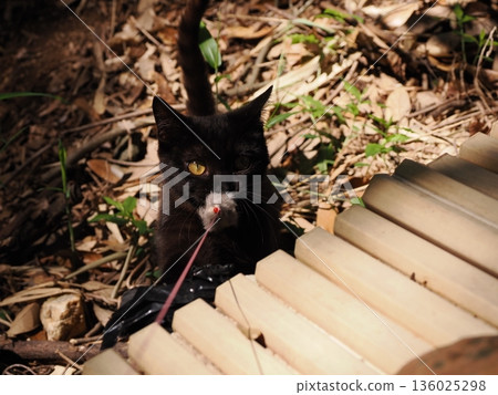 Cute kitten playing with cat toy 136025298
