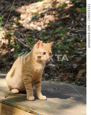 Cute kitten playing with cat toy 136025321