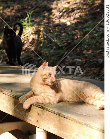 Cute kitten playing with cat toy Cute kitten playing with cat toy 136025331