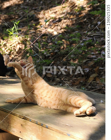 Cute kitten playing with cat toy Cute kitten playing with cat toy 136025335
