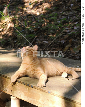 Cute kitten playing with cat toy 136025340