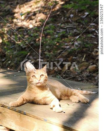 Cute kitten playing with cat toy Cute kitten playing with cat toy 136025347