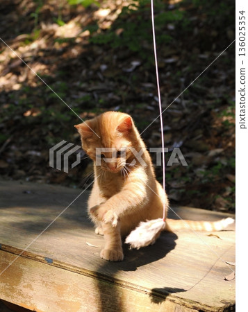 可愛的小貓玩貓玩具 136025354