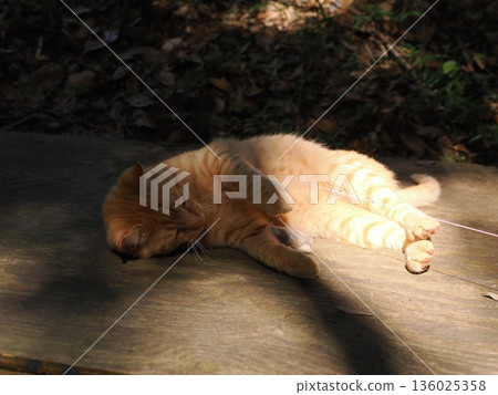 Cute kitten playing with cat toy Cute kitten playing with cat toy 136025358