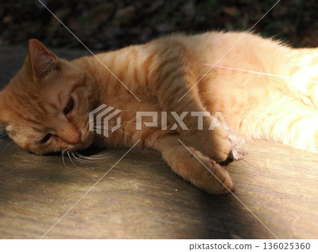 可愛的小貓玩貓玩具 136025360