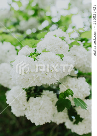 Beautiful branch with white flowers of Viburnum Boule de Neige Roseum in a spring garden. Beautiful branch with white flowers of Viburnum Boule de Neige Roseum in a spring garden. 136025425