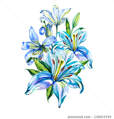 Elegant watercolor illustration featuring a bouquet of vibrant white lilies with detailed petals and fresh green buds. This botanical composition is ideal for spring invitations, cards, and floral art 136025544