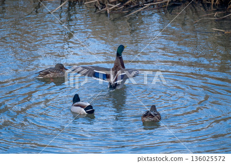 Mallard ducks flapping their wings on the Yasuragi Bank of the Shinano River Mallard ducks flapping their wings on the Yasuragi Bank of the Shinano River 136025572