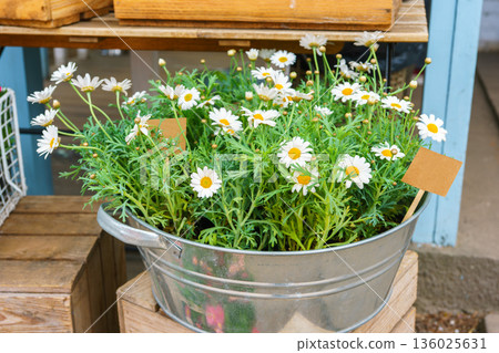 White daisy flowers in metal tub on wooden crates at outdoor garden shop in spring, plant decor White daisy flowers in metal tub on wooden crates at outdoor garden shop in spring, plant decor 136025631